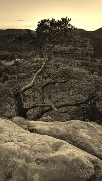 Szary + Sepia