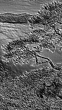 Skamielina