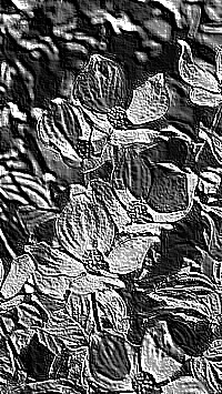 Skamielina