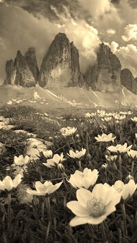 Szary + Sepia