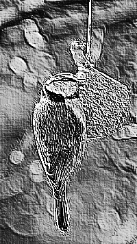 Skamielina