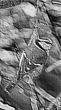 Skamielina