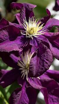 Oryginalny obrazek
