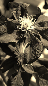 Szary + Sepia