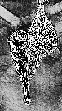 Skamielina