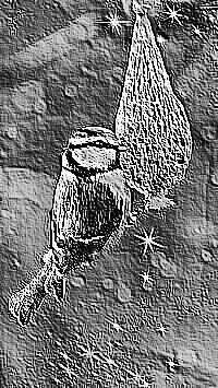 Skamielina