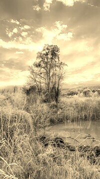 Sepia