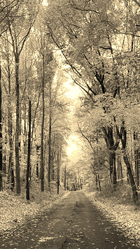 Szary + Sepia