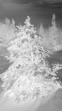 Szary + Negatyw