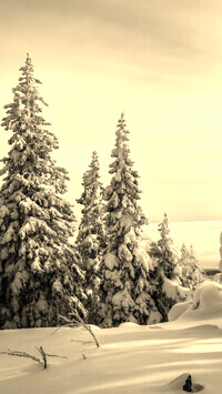 Szary + Sepia
