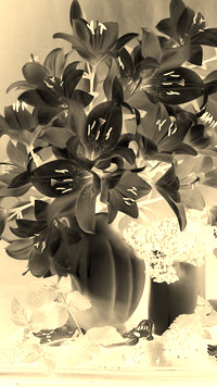 Sepia + Negatyw