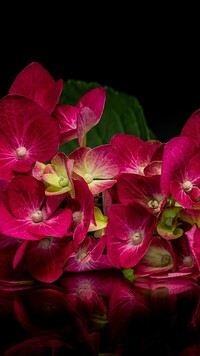Oryginalny obrazek