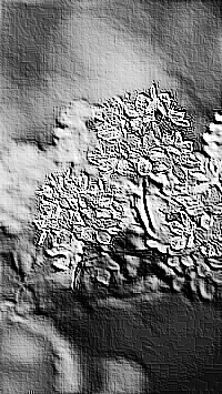 Skamielina