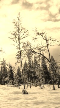 Szary + Sepia