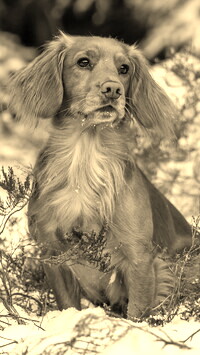 Szary + Sepia