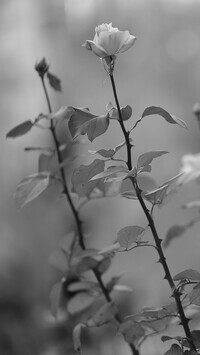 Szary