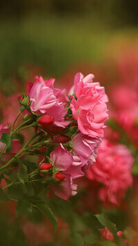 Oryginalny obrazek