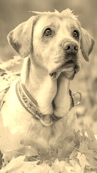 Sepia