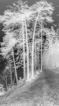 Szary + Negatyw