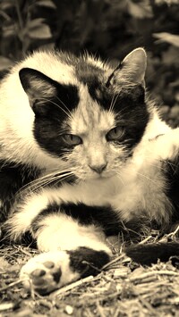Sepia