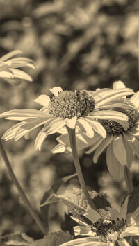 Szary + Sepia