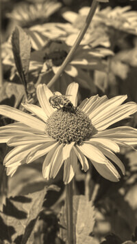 Szary + Sepia