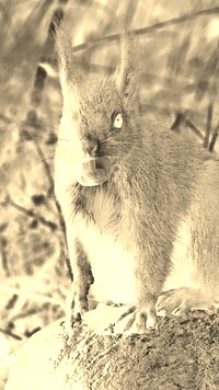 Sepia + Negatyw