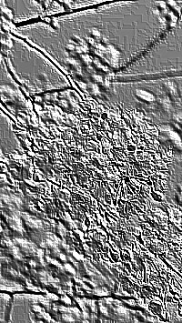 Skamielina