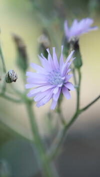 Oryginalny obrazek