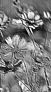 Skamielina