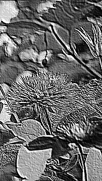 Skamielina