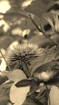 Szary + Sepia