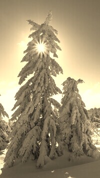 Szary + Sepia