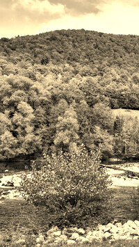 Sepia