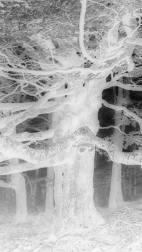 Szary + Negatyw