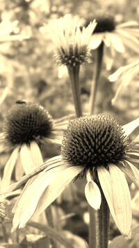 Szary + Sepia