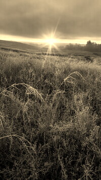 Szary + Sepia