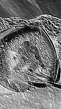 Skamielina