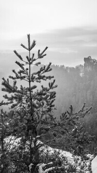Szary