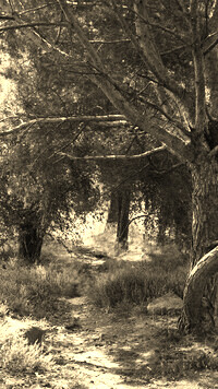 Szary + Sepia