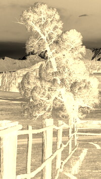 Sepia + Negatyw