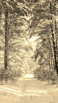 Szary + Sepia