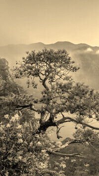 Sepia