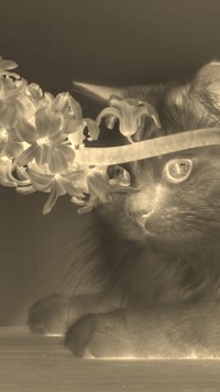 Sepia + Negatyw