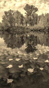 Sepia