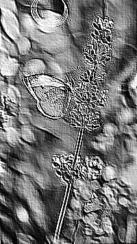 Skamielina