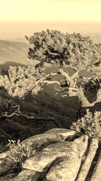 Szary + Sepia