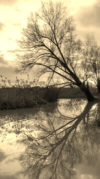 Szary + Sepia