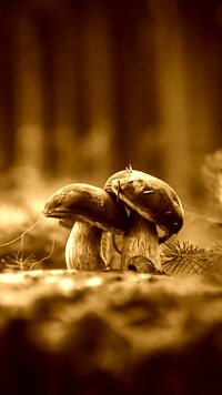 Sepia