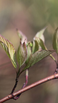 Oryginalny obrazek